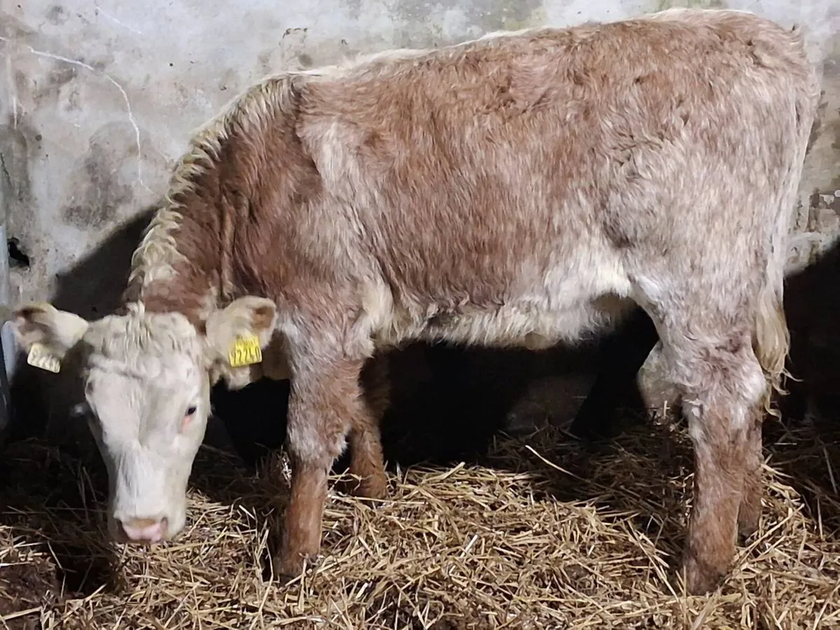 Roan Hereford Weanling Heifer - Image 1