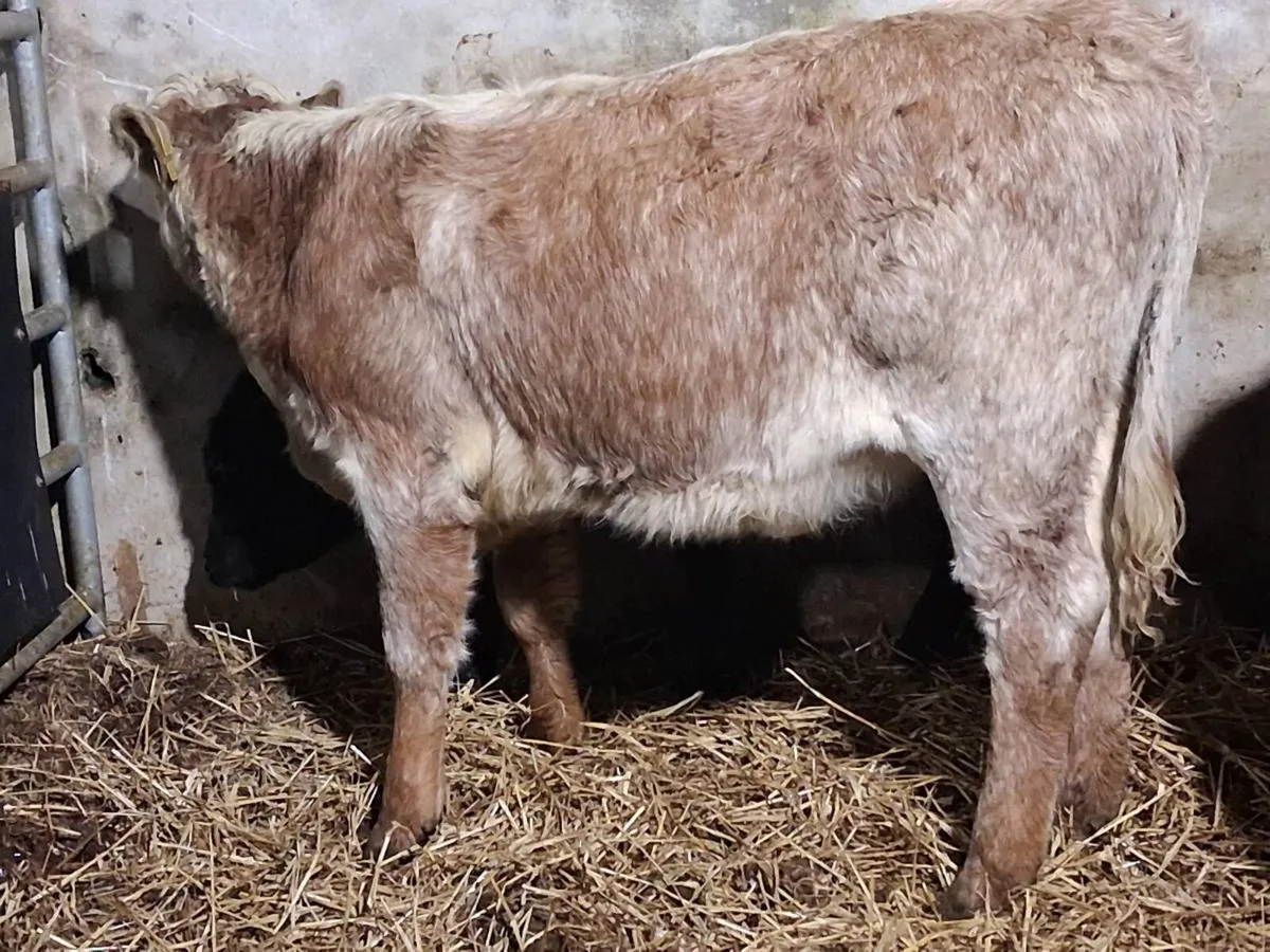 Roan Hereford Weanling Heifer - Image 2