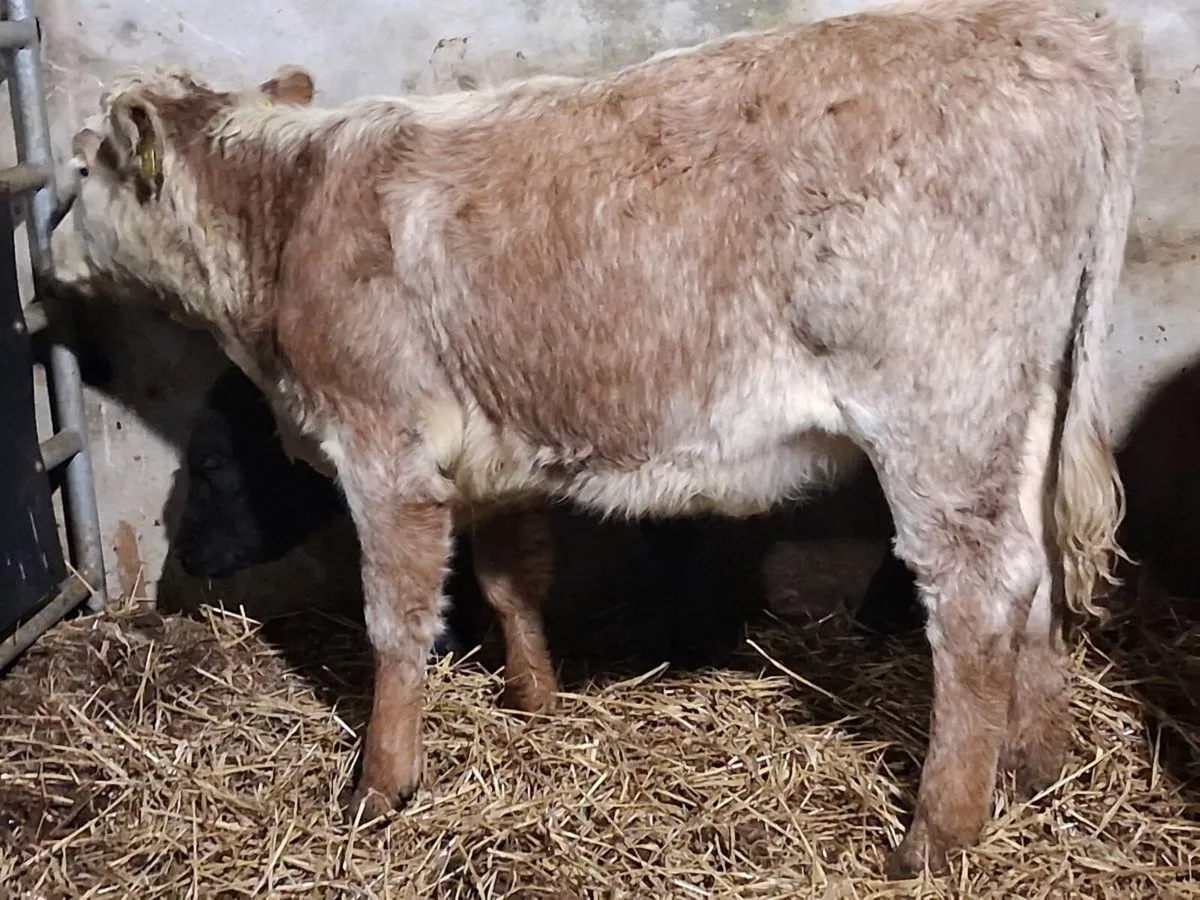 Roan Hereford Weanling Heifer - Image 3