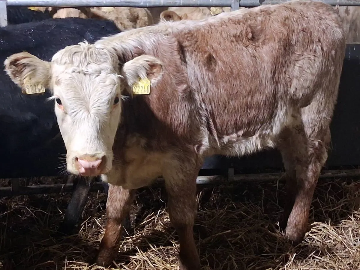 Roan Hereford Weanling Heifer - Image 4