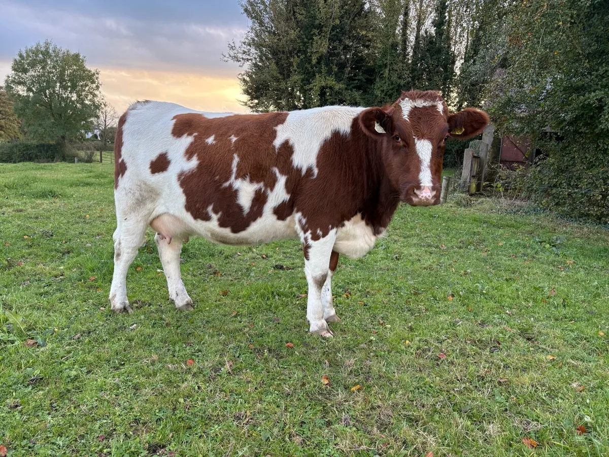 Heifer for sale - Image 2