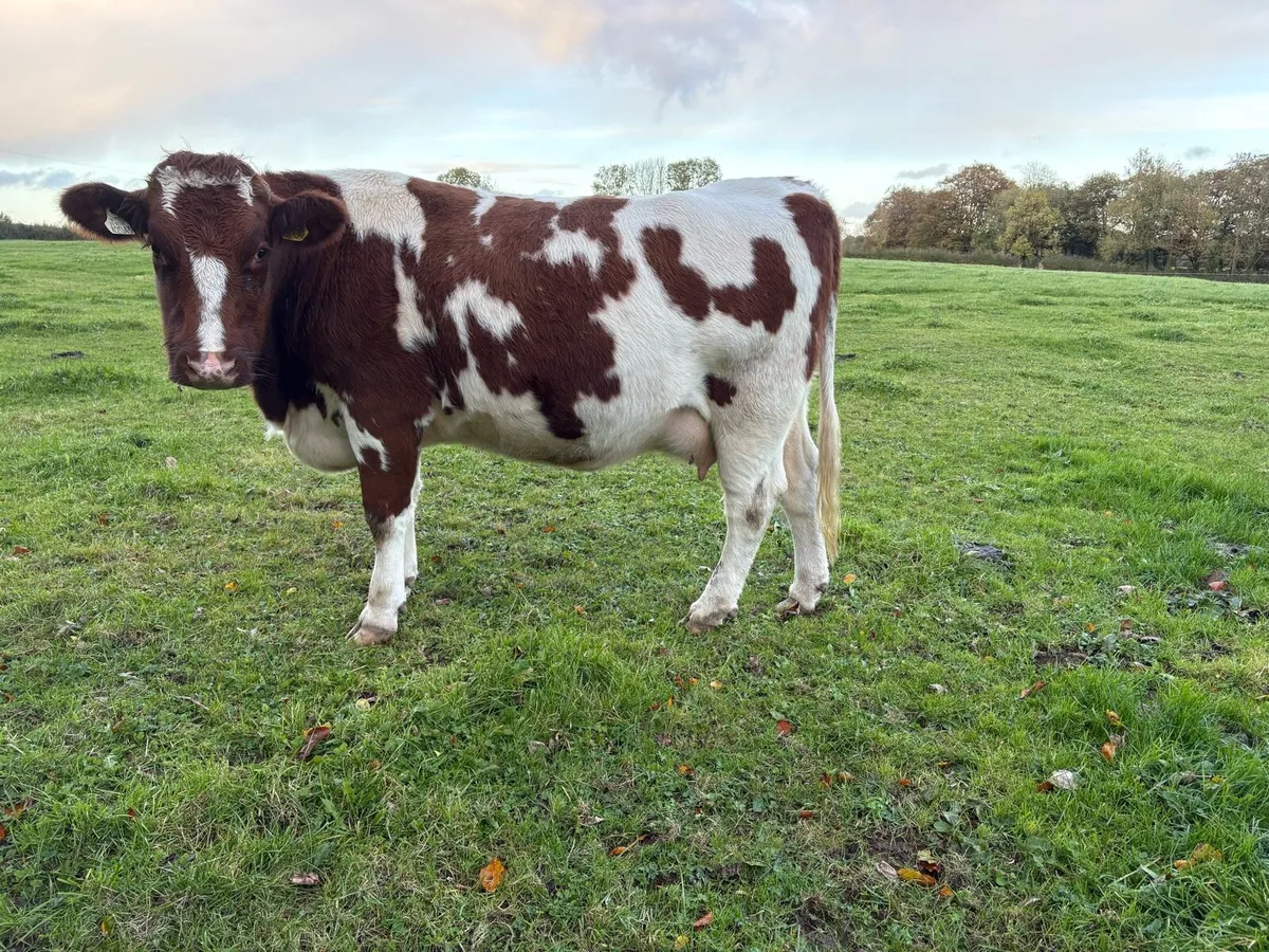 Heifer for sale - Image 3