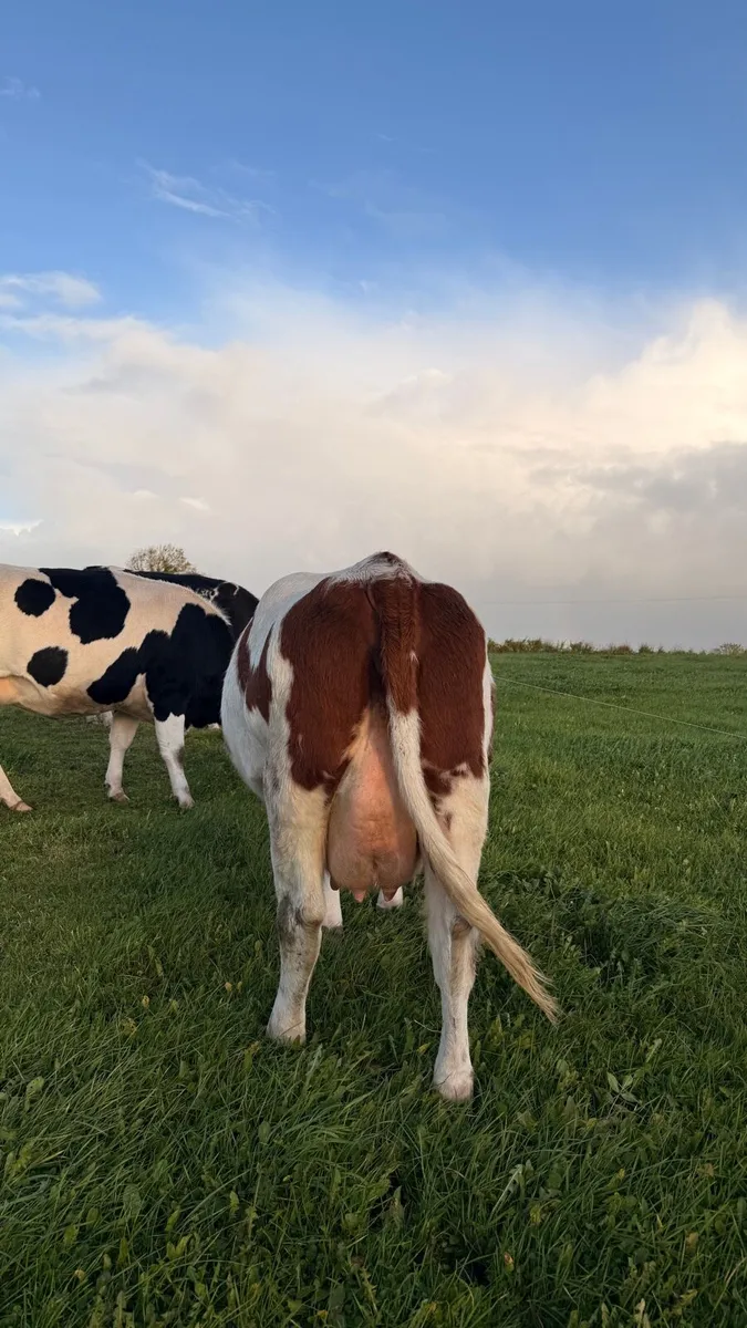 Heifer for sale - Image 1