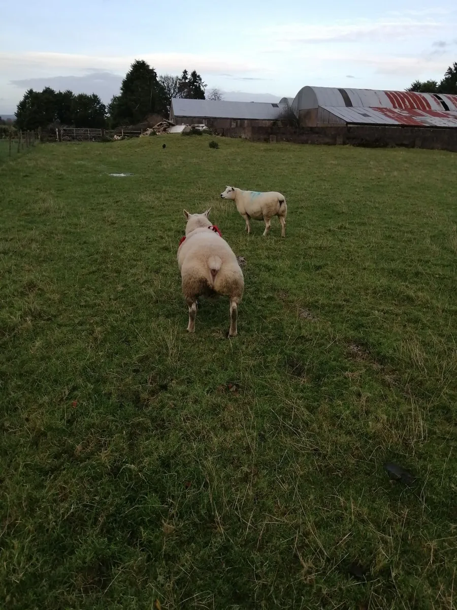 2 Texel shearling rams. - Image 3