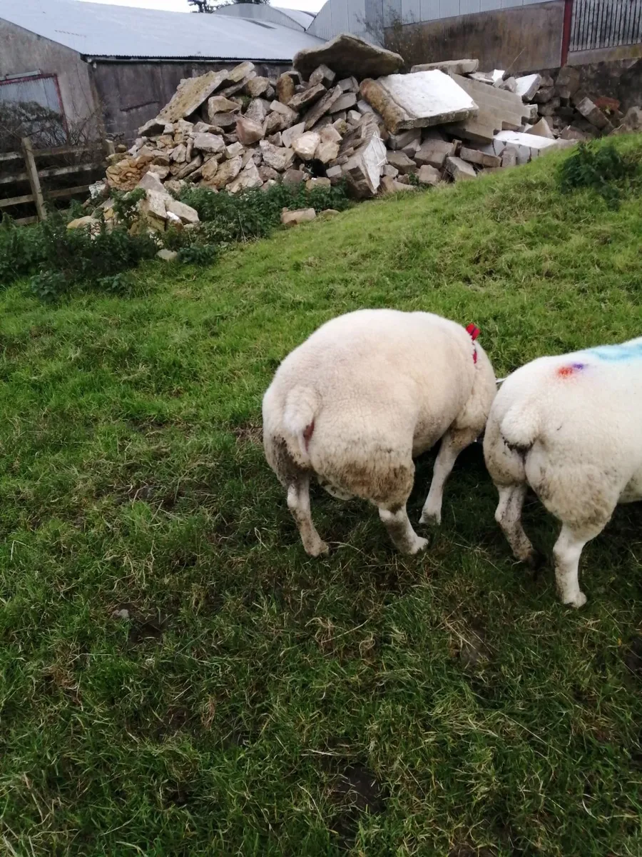2 Texel shearling rams. - Image 4
