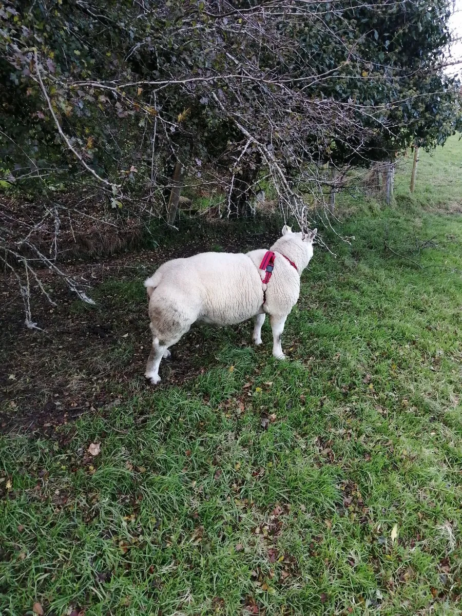 2 Texel shearling rams. - Image 2