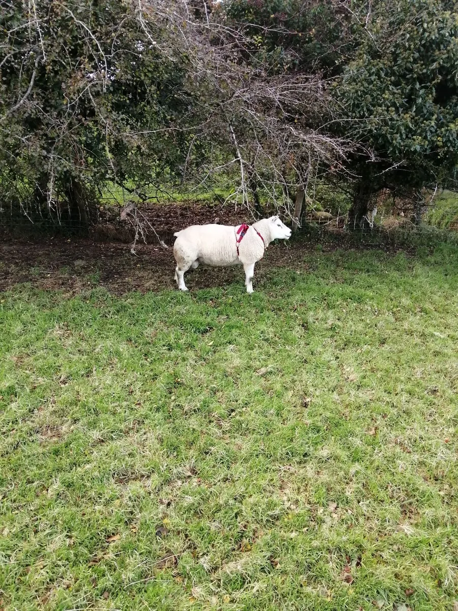 2 Texel shearling rams. - Image 1