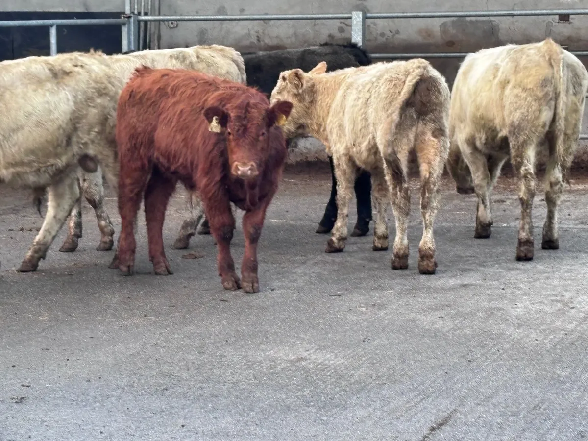 10 Charlaois & Limision bull Weanlings for sale - Image 2