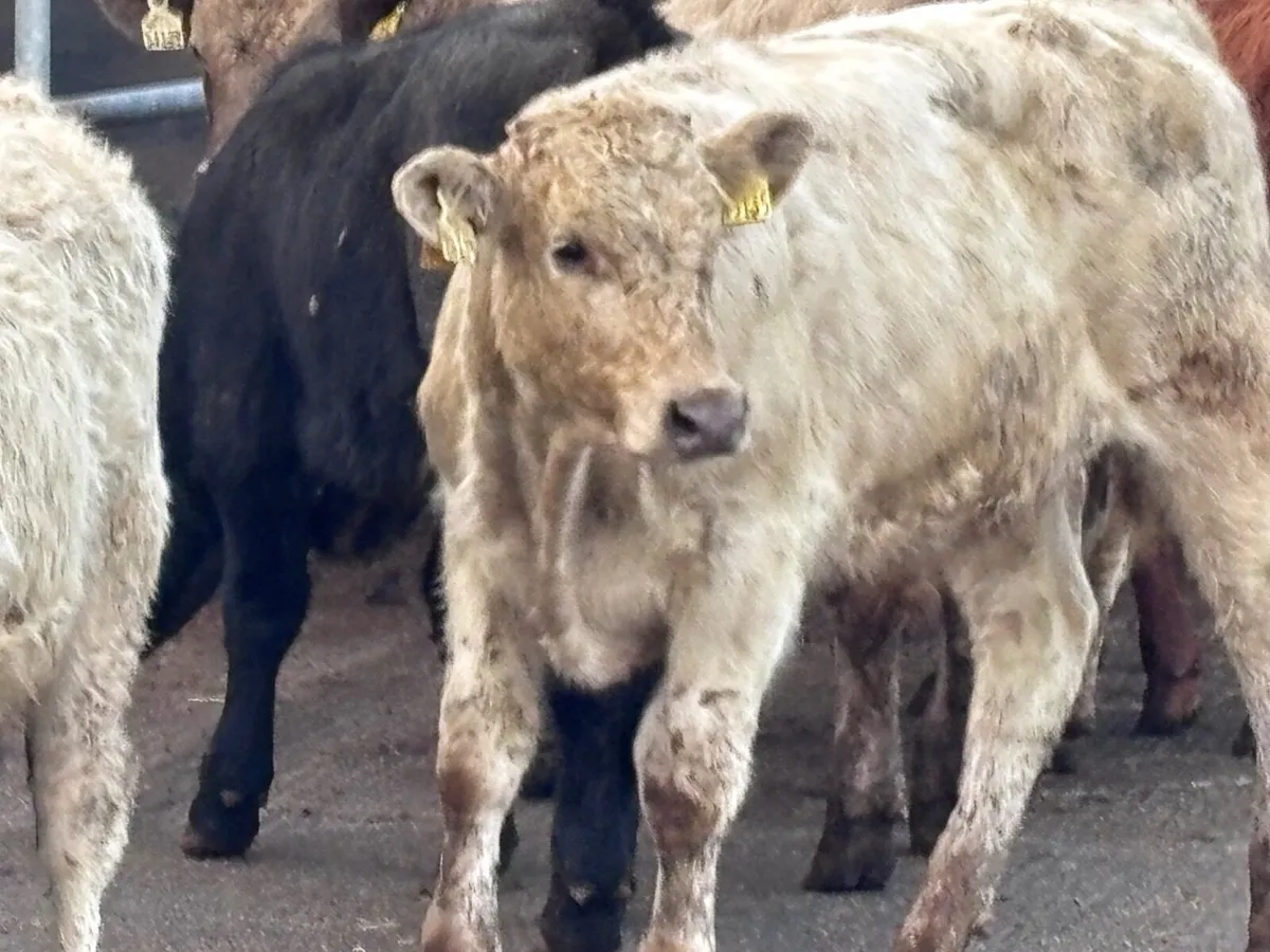 10 Charlaois & Limision bull Weanlings for sale - Image 3