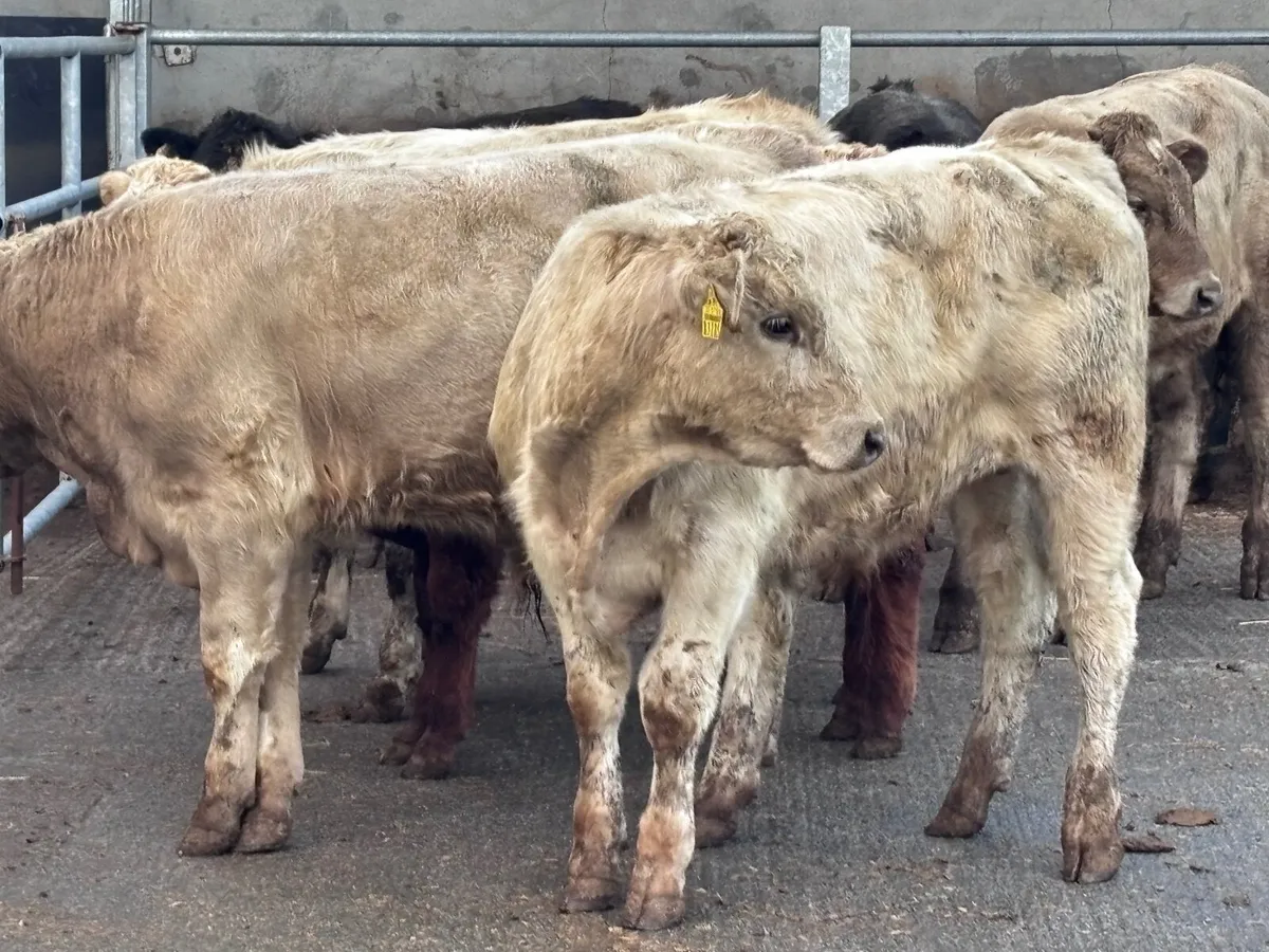 10 Charlaois & Limision bull Weanlings for sale - Image 4