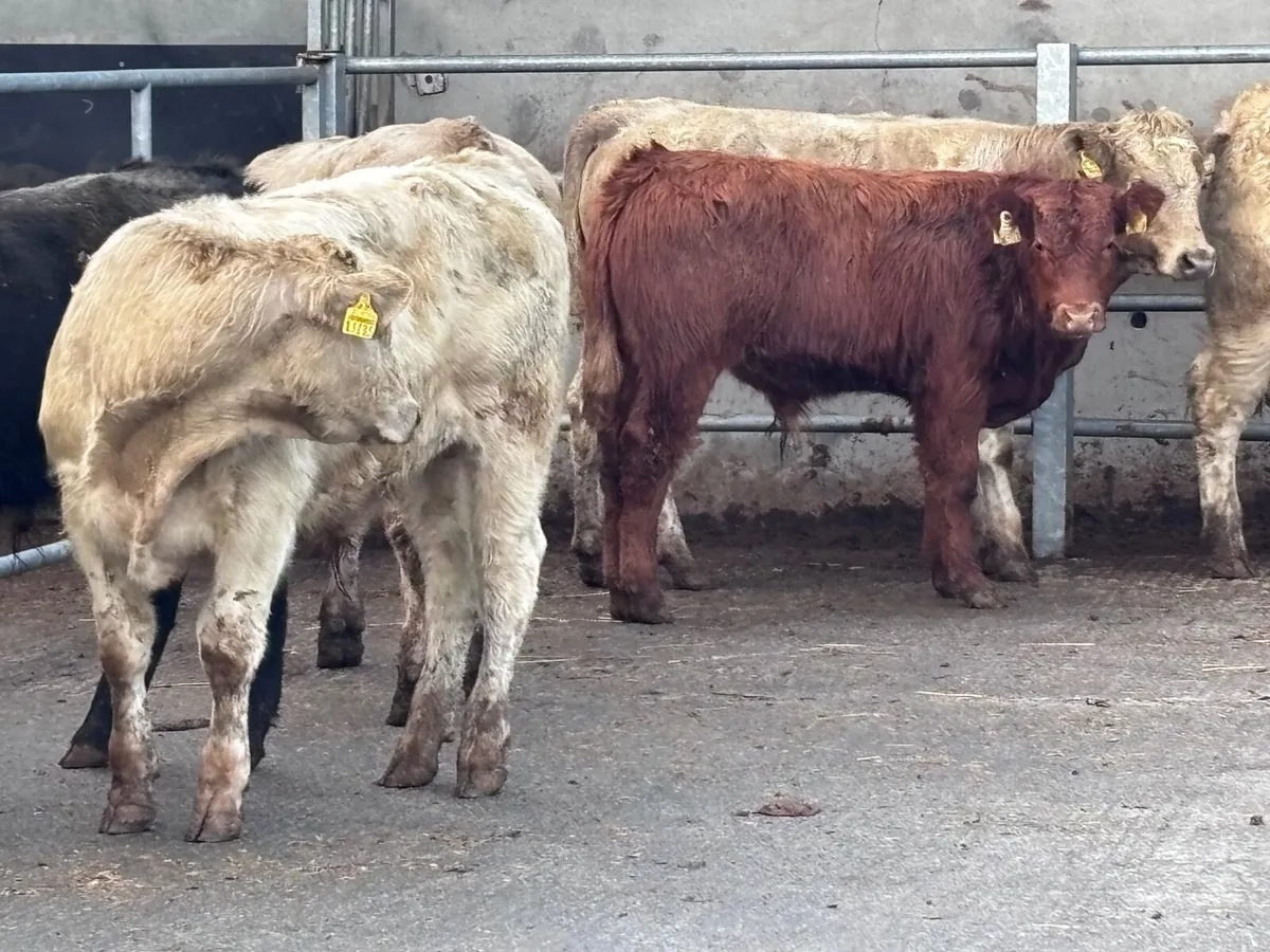 10 Charlaois & Limision bull Weanlings for sale - Image 1