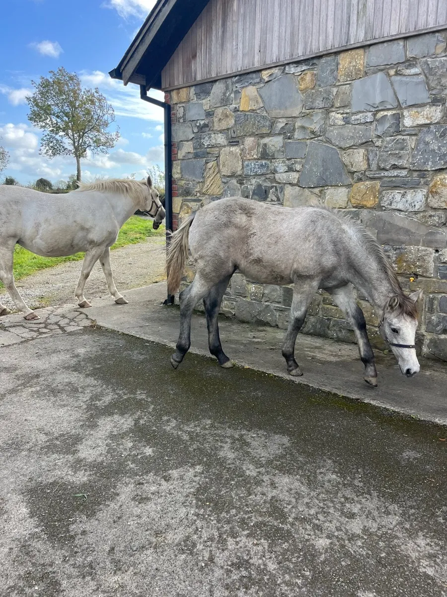 R.I.D. Foal - Image 2