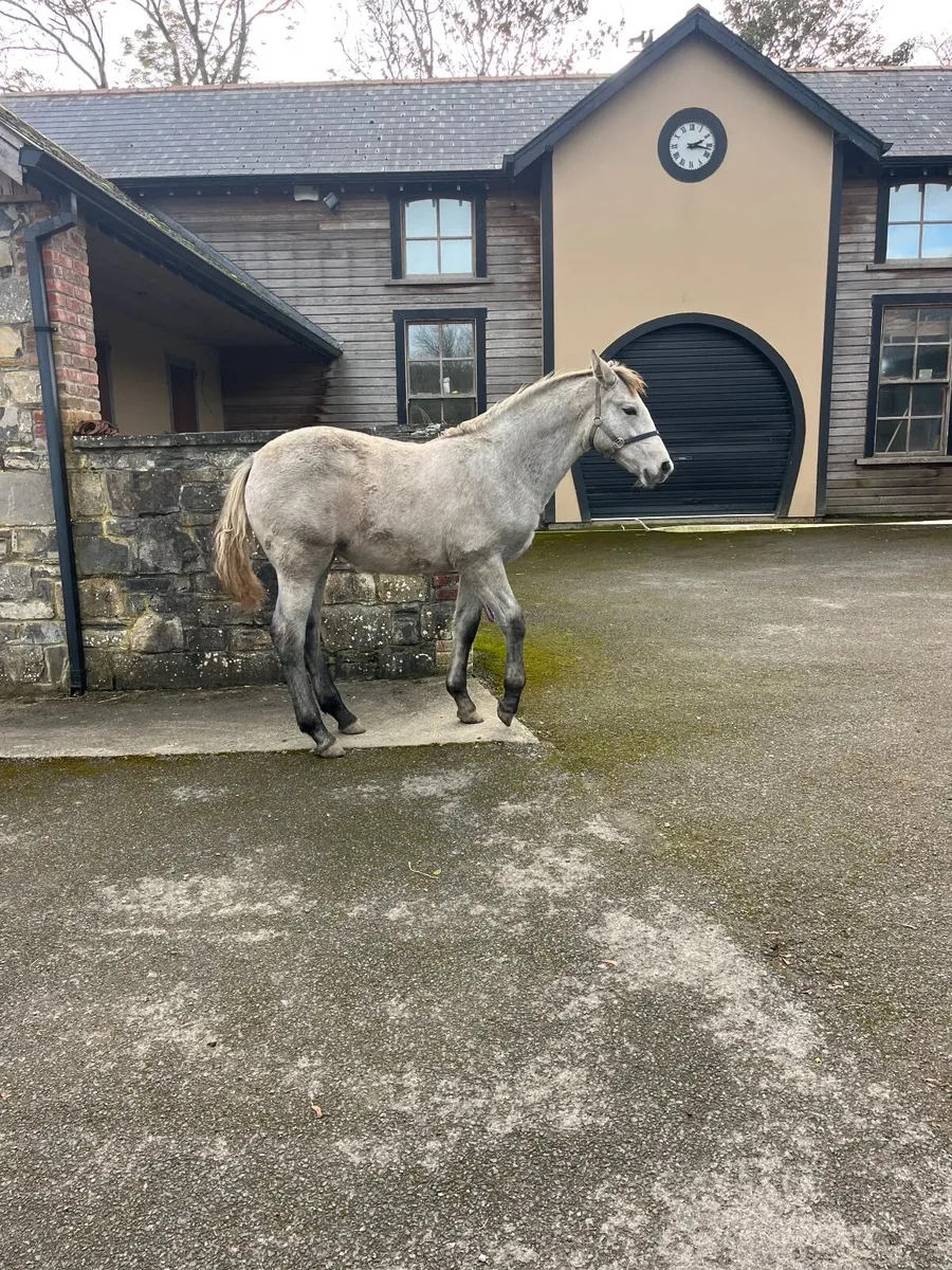 R.I.D. Foal - Image 3