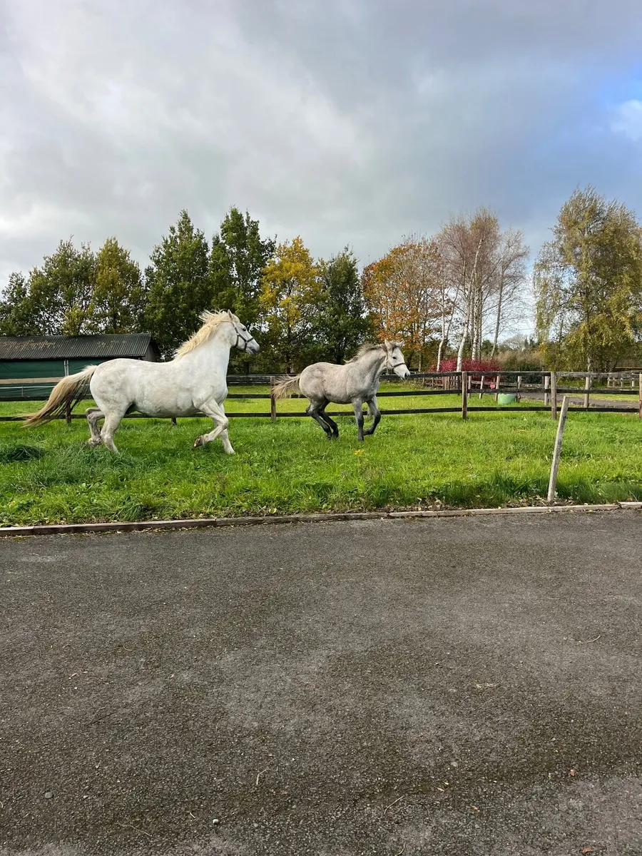 R.I.D. Foal - Image 1