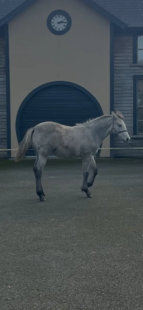 R.I.D. Foal - Image 4