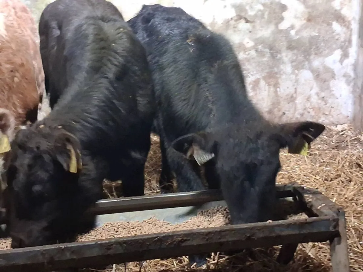 2 Limousin Weanling Heifers -€1350 - Image 2