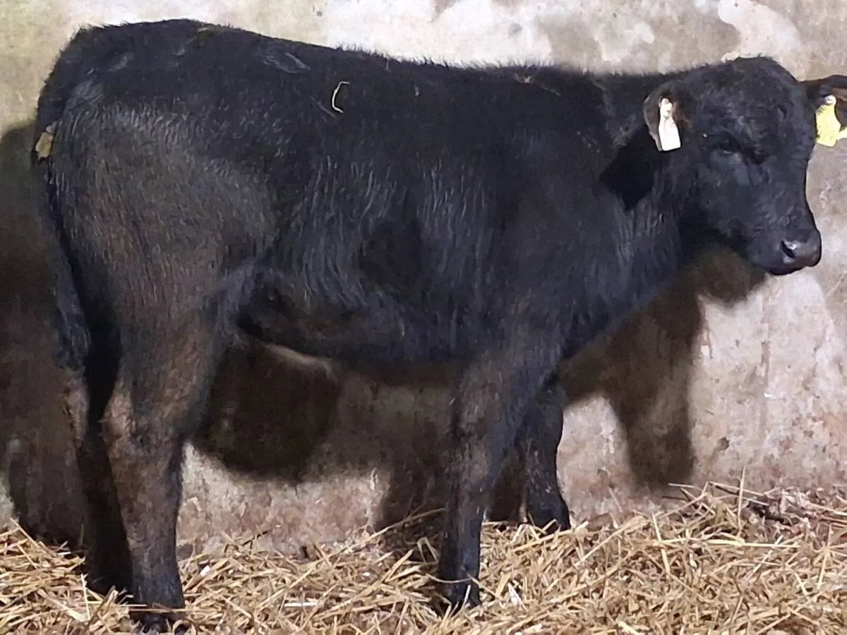 2 Limousin Weanling Heifers -€1350 - Image 3