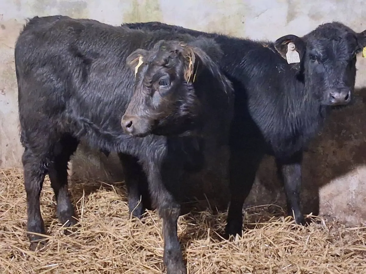 2 Limousin Weanling Heifers -€1350 - Image 1