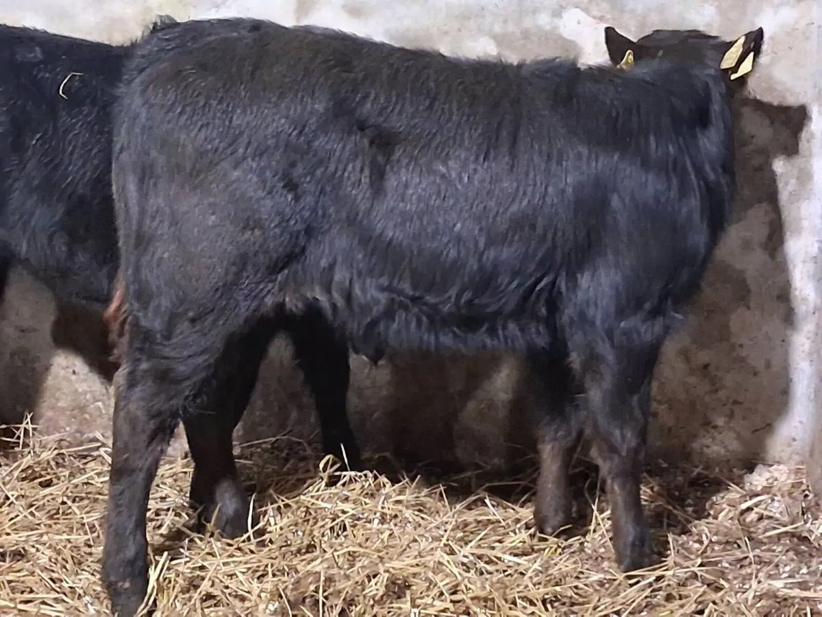 2 Limousin Weanling Heifers -€1350 - Image 4