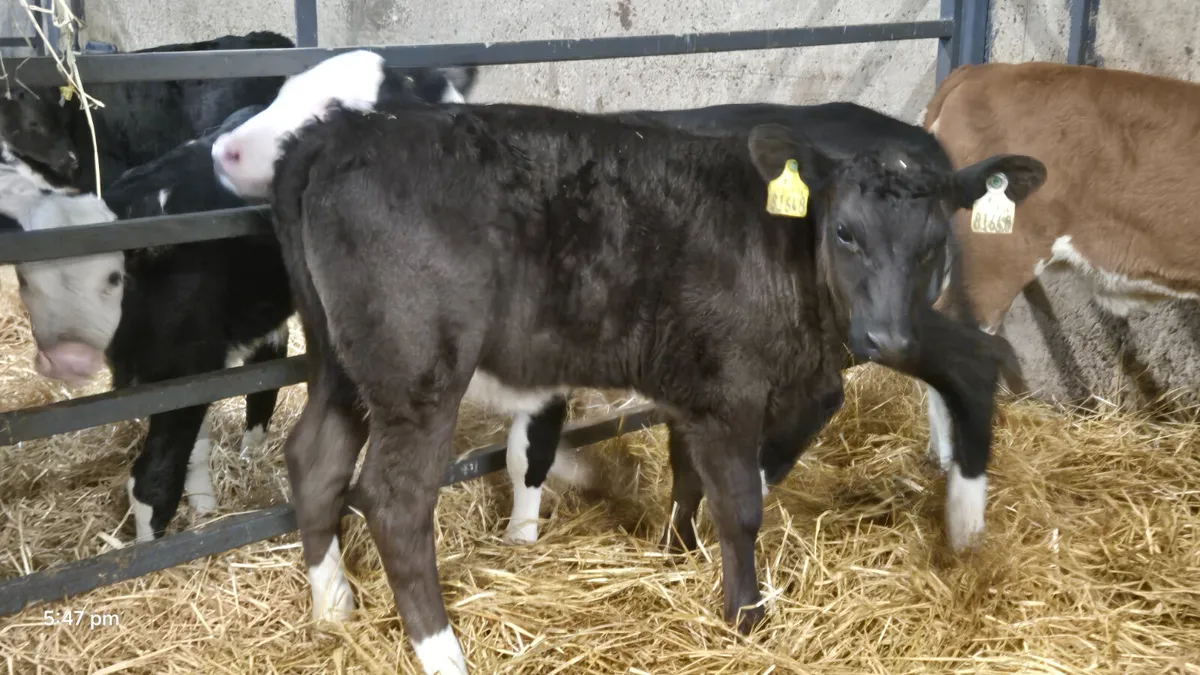 8 Smashing Strong Heifer calves for sale - Image 4