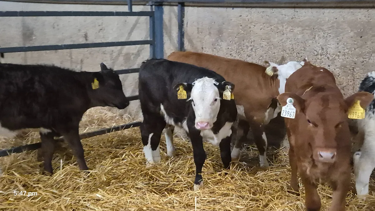 8 Smashing Strong Heifer calves for sale - Image 3