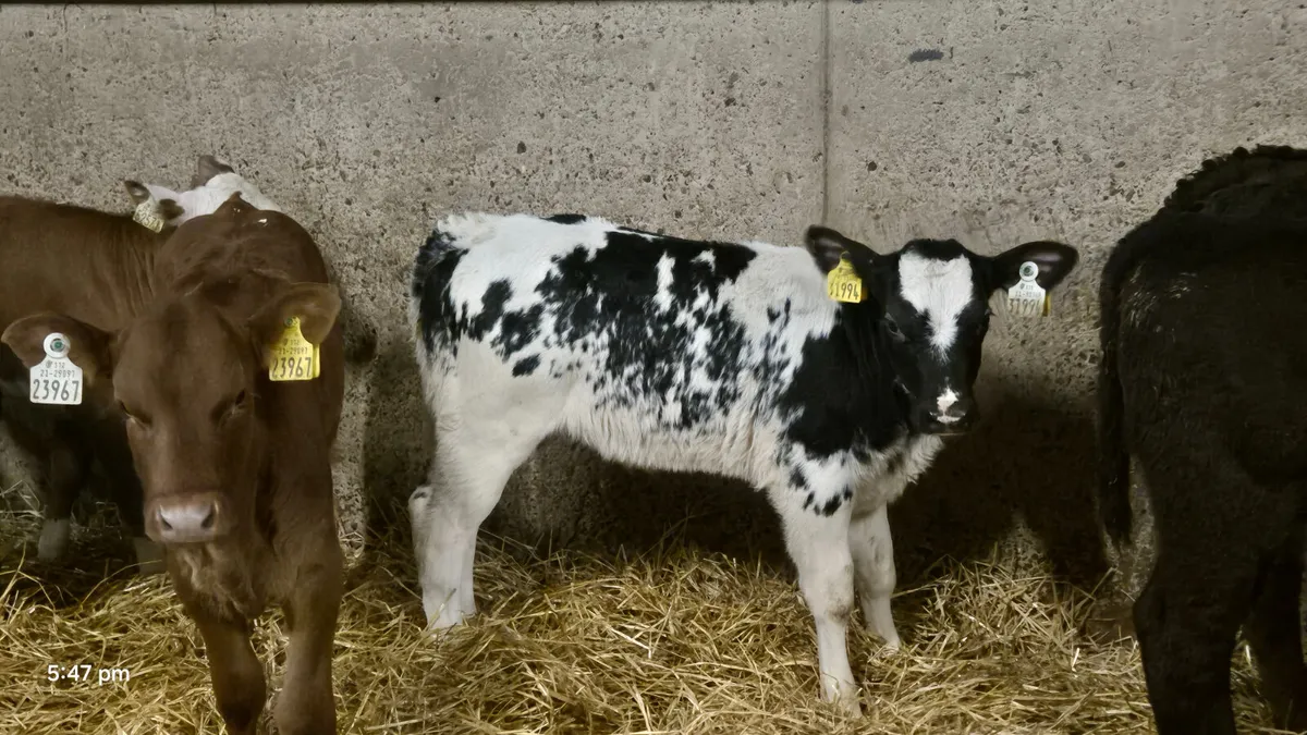 8 Smashing Strong Heifer calves for sale - Image 1