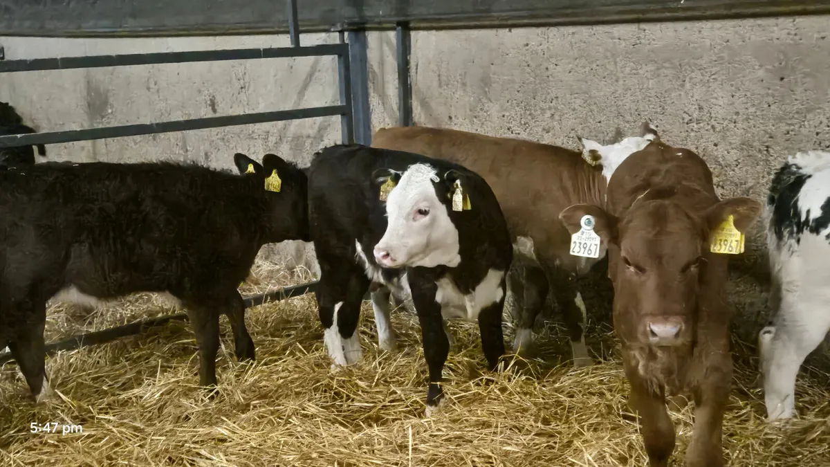 8 Smashing Strong Heifer calves for sale - Image 2