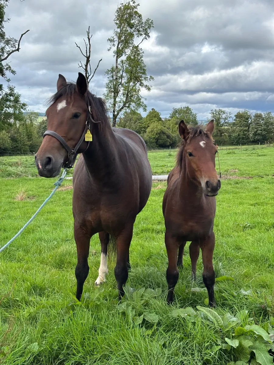 Bay Colt Foal - Image 2