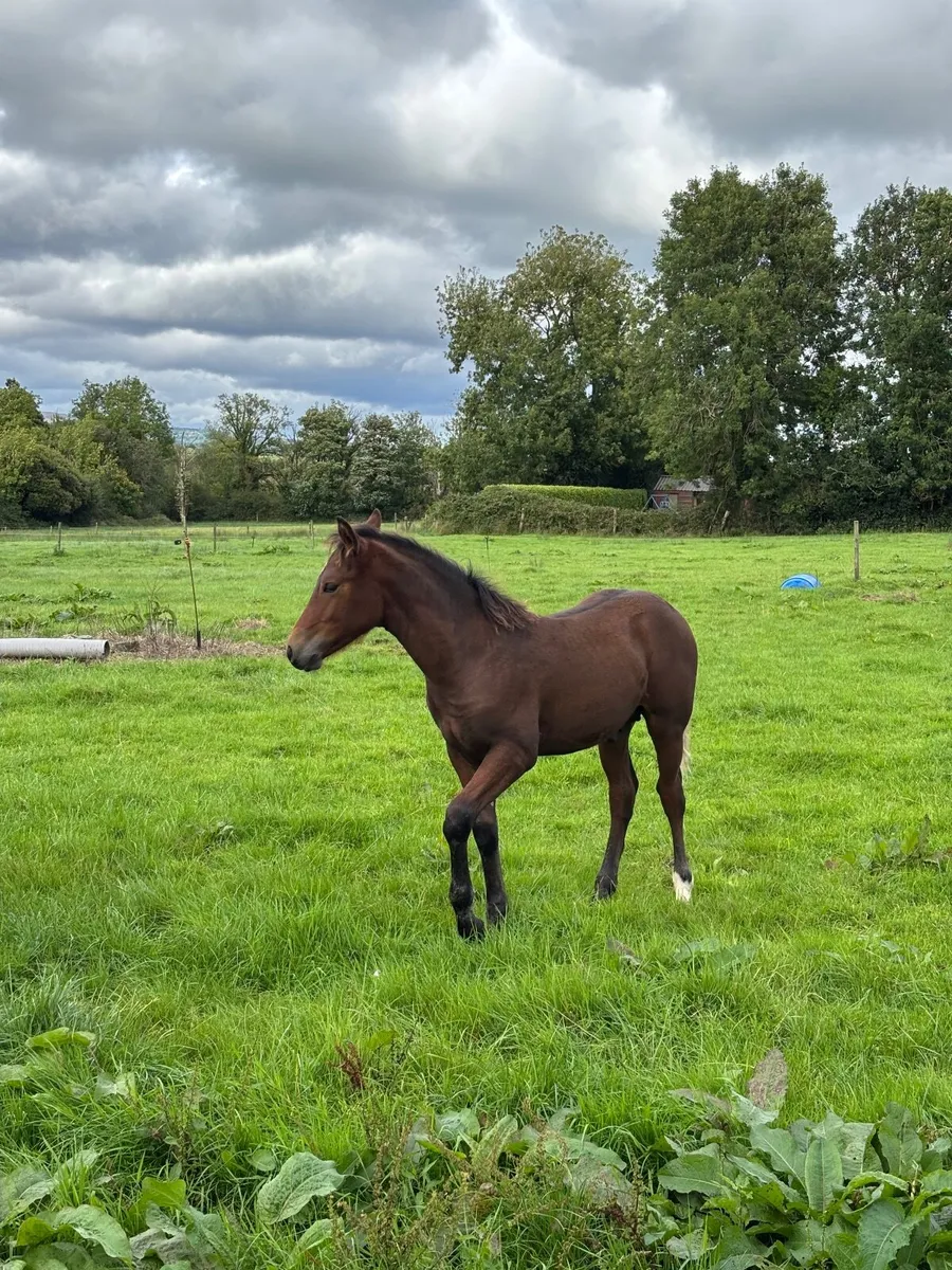 Bay Colt Foal - Image 3