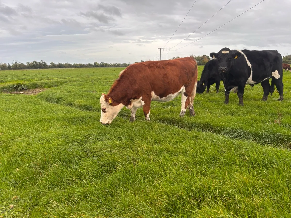 Heifers - Image 3