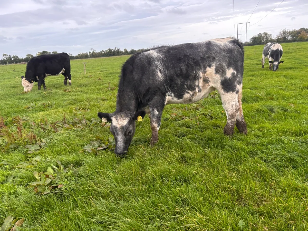 Heifers - Image 4