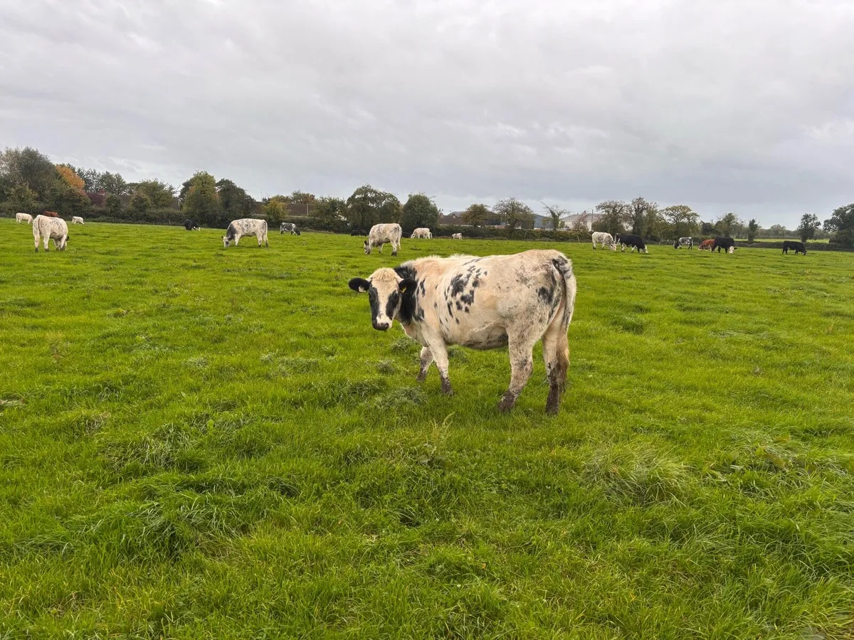Heifers - Image 1