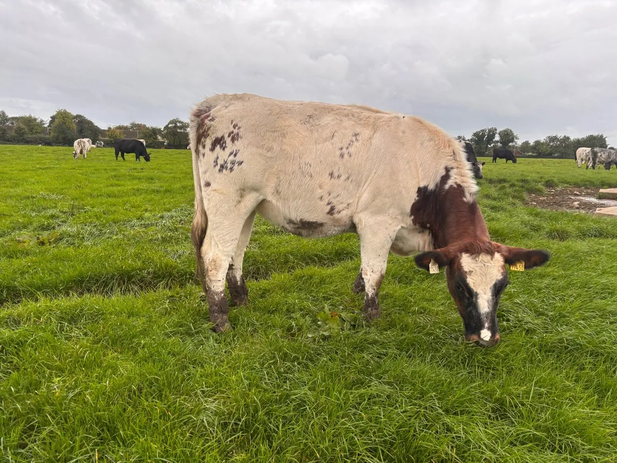 Heifers - Image 2