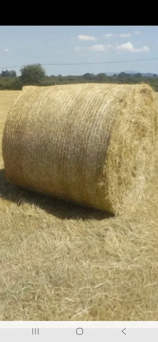 Hay for sale