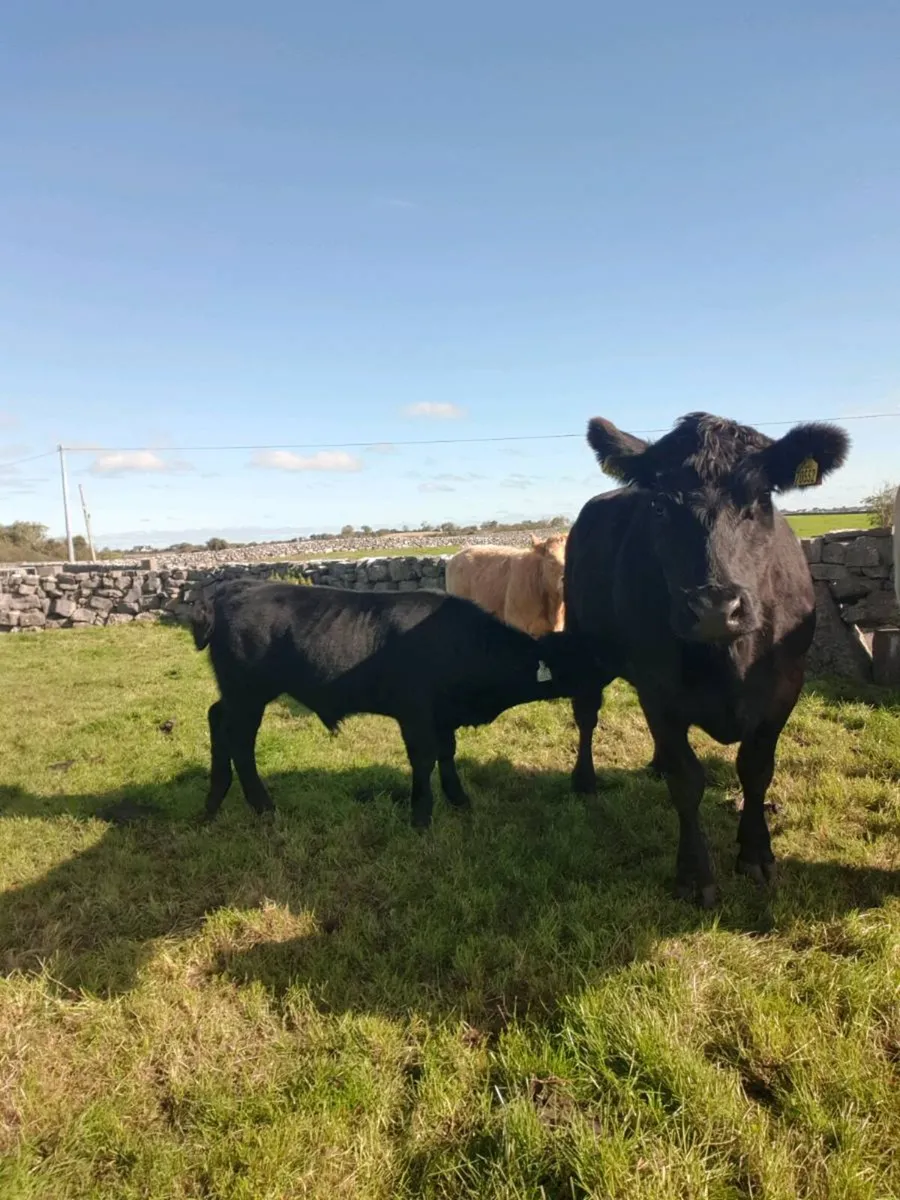 Pbr Angus cow and bull calf for sale in Galway for €1 on DoneDeal