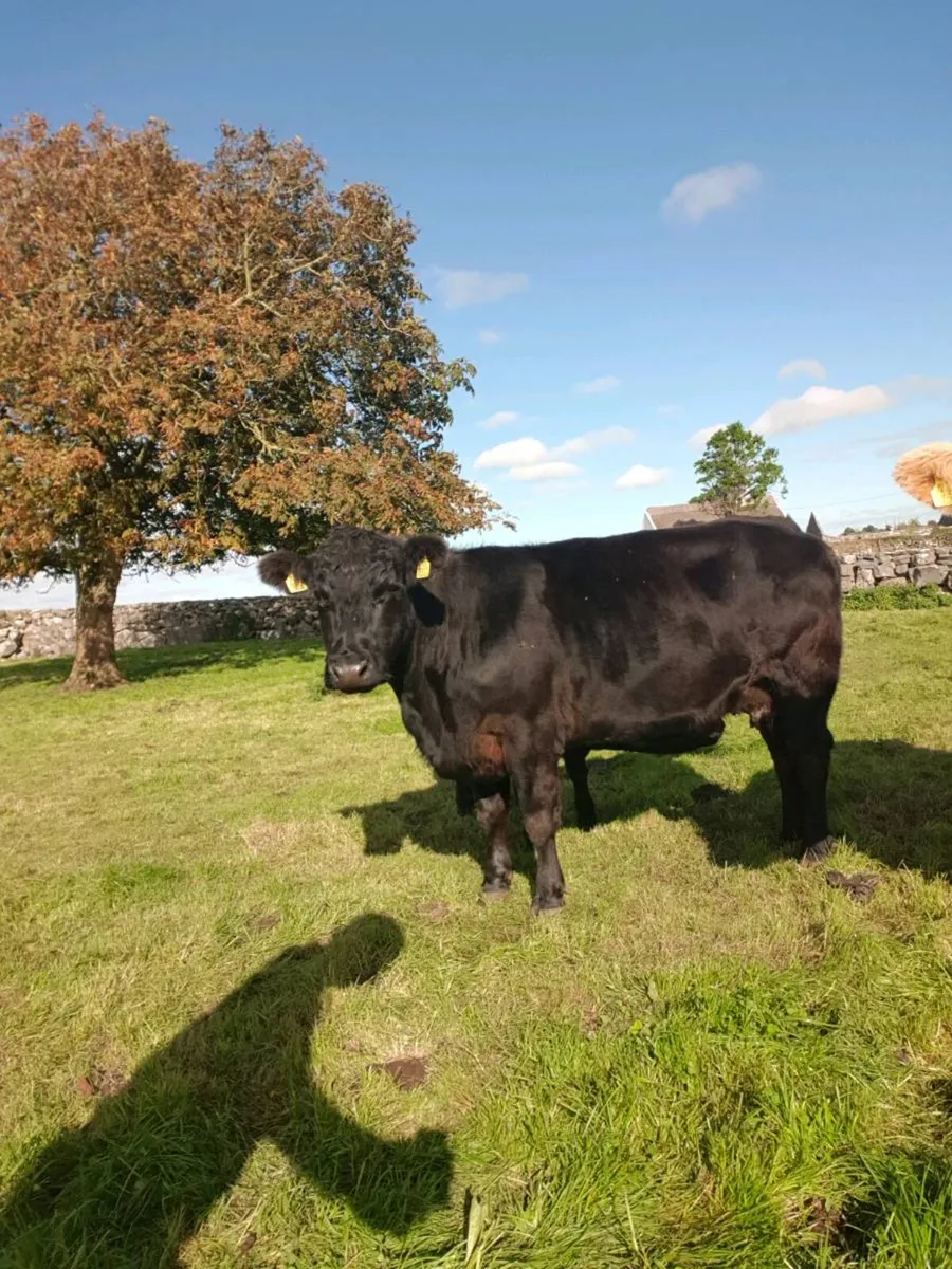 Pbr Angus cow and bull calf for sale in Galway for €1 on DoneDeal