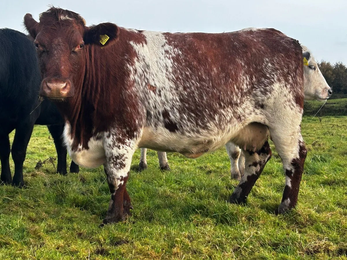 5 Star Roan In-Calf Shorthorn Cow - Image 1
