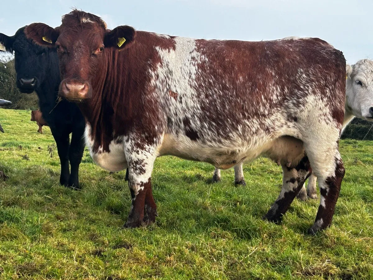 5 Star Roan In-Calf Shorthorn Cow - Image 2