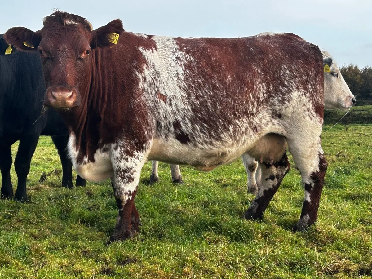 5 Star Roan In-Calf Shorthorn Cow - Image 3