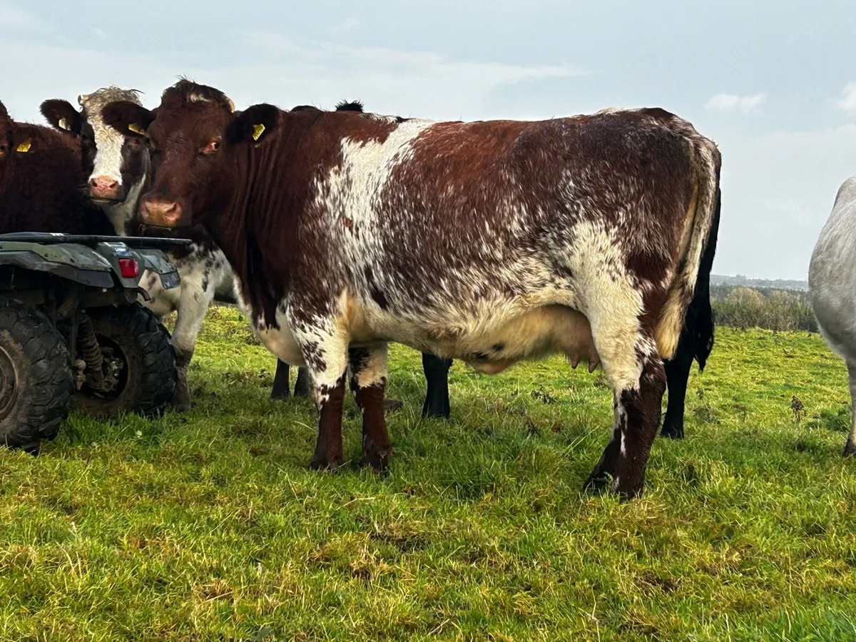 5 Star Roan In-Calf Shorthorn Cow - Image 4