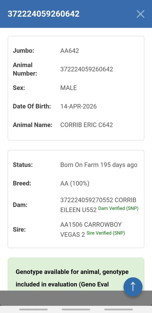 Pbr Angus cow and bull calf for sale in Galway for €1 on DoneDeal