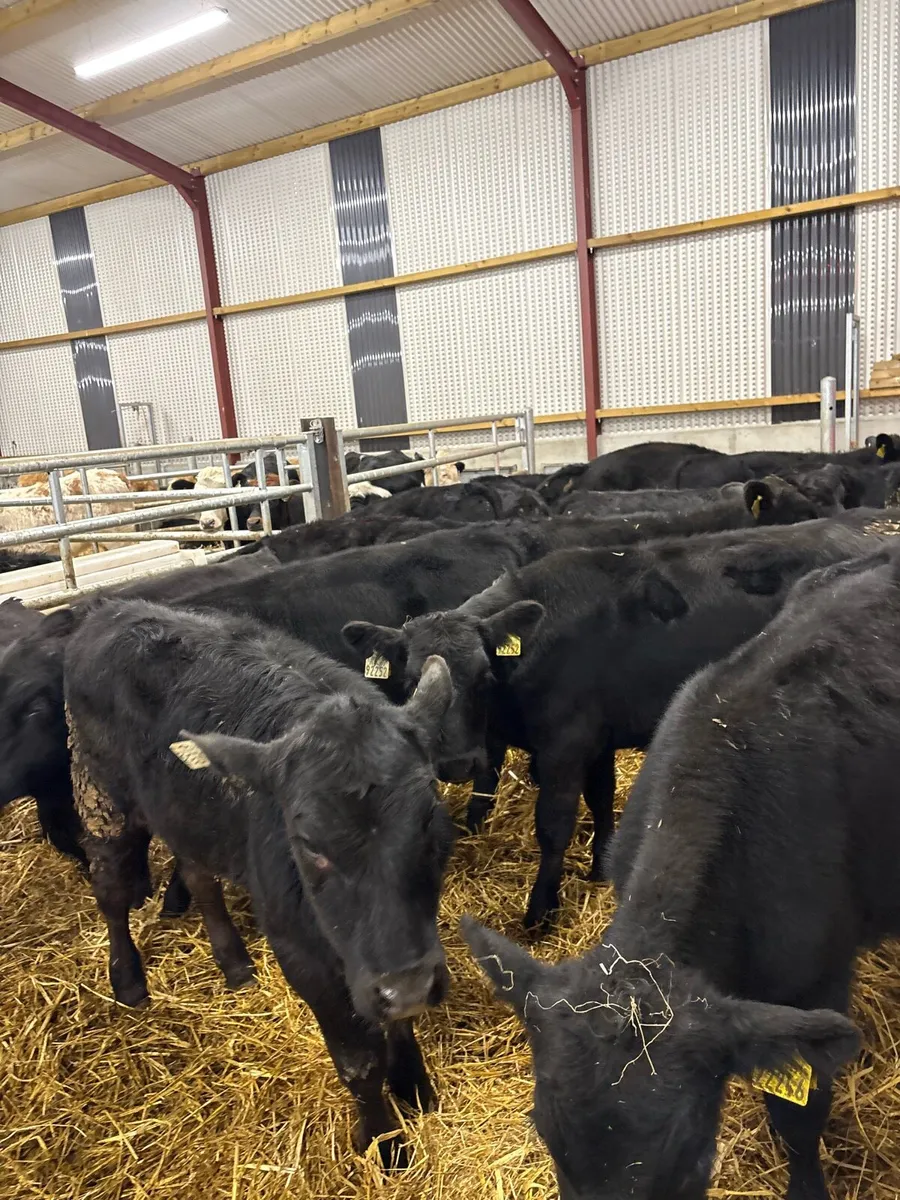 18 super 200kg Aax bullocks - Image 2