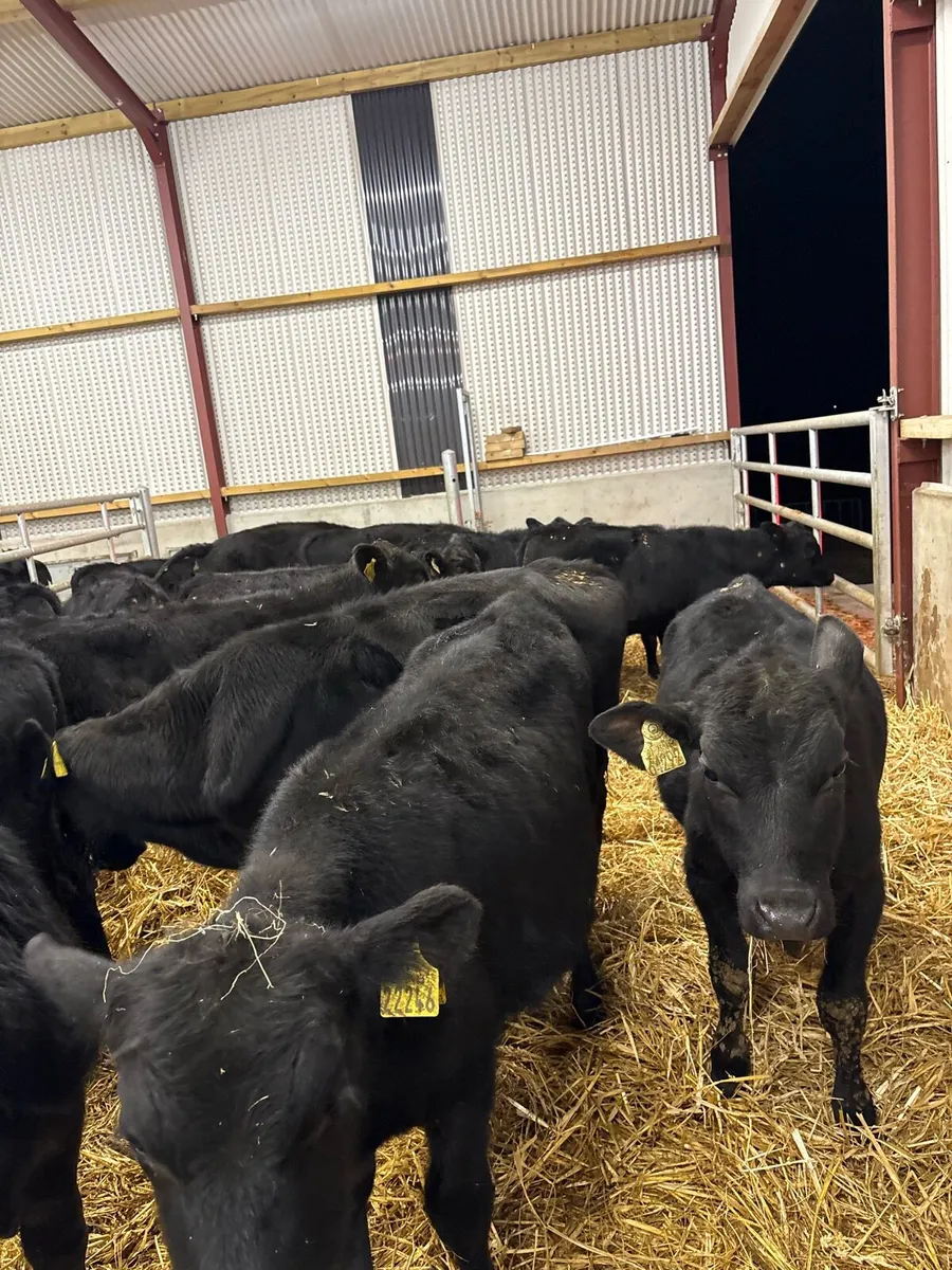 18 super 200kg Aax bullocks - Image 3