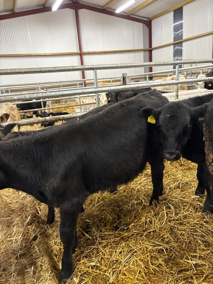 18 super 200kg Aax bullocks - Image 4