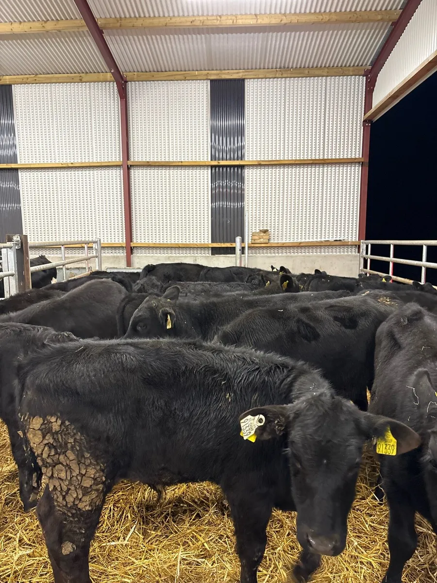 18 super 200kg Aax bullocks - Image 1