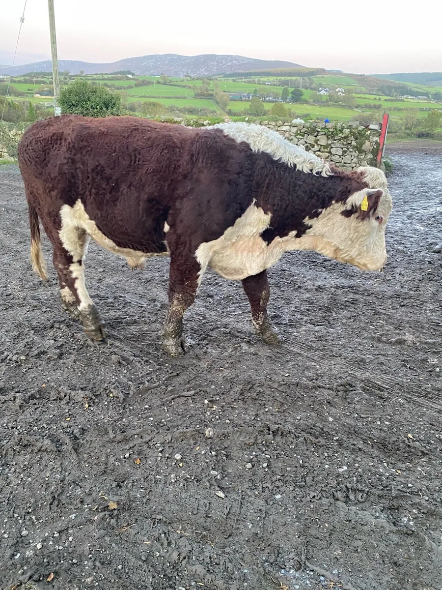 5 Friesian Heifers and 1 PB HEX Bull for Sale - Image 4