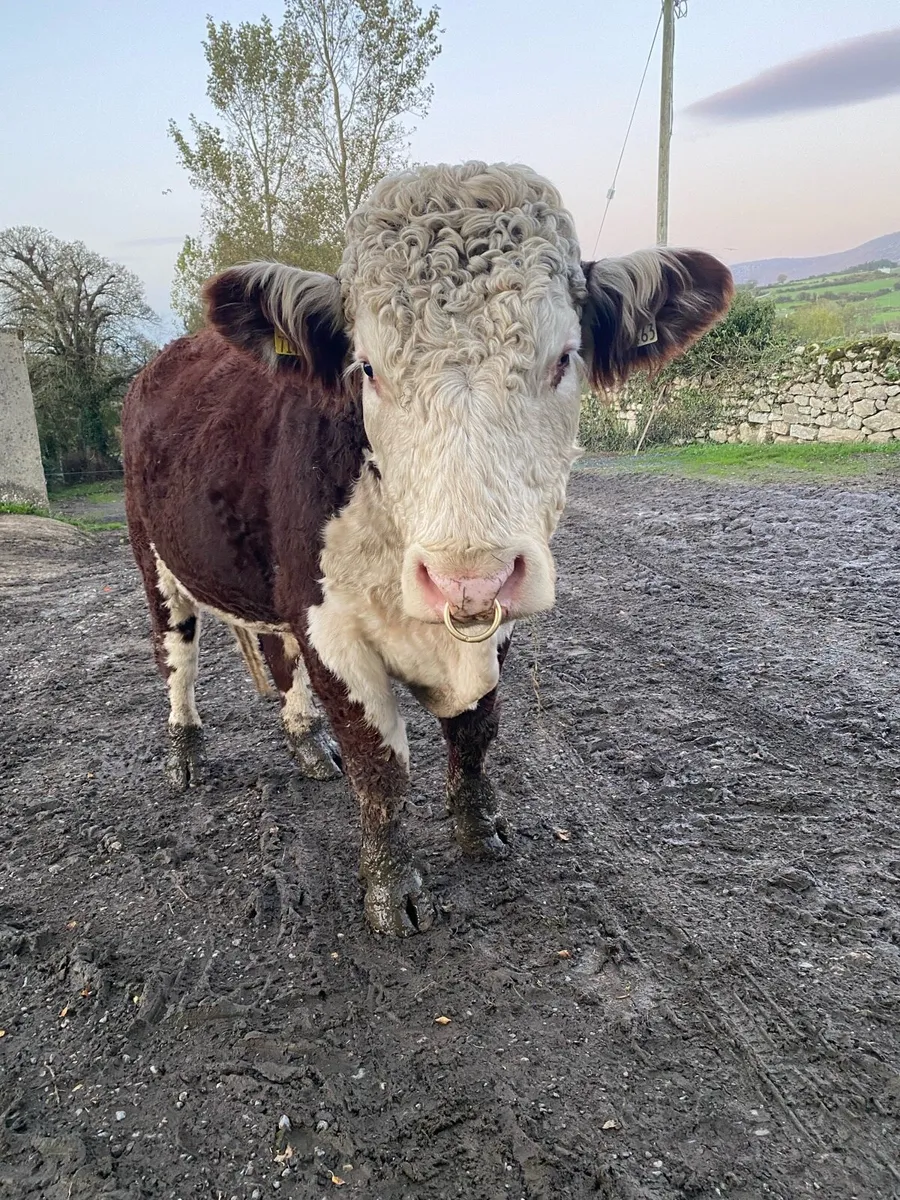 5 Friesian Heifers and 1 PB HEX Bull for Sale - Image 3