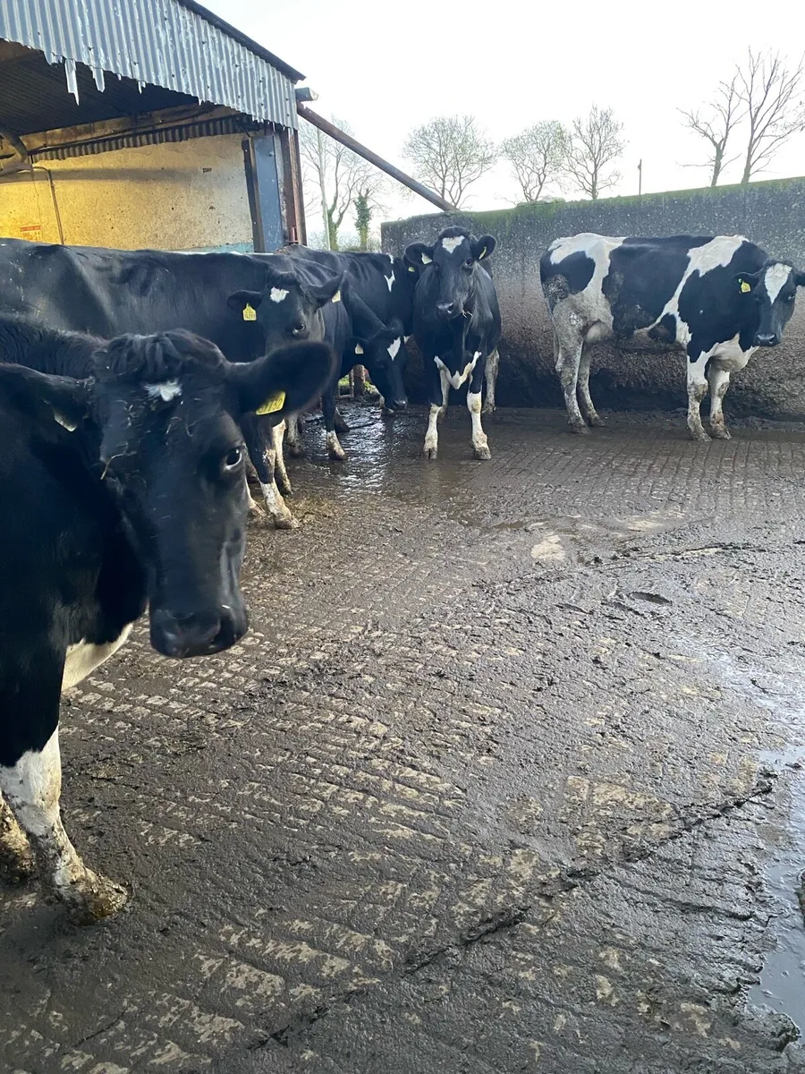 5 Friesian Heifers and 1 PB HEX Bull for Sale - Image 1
