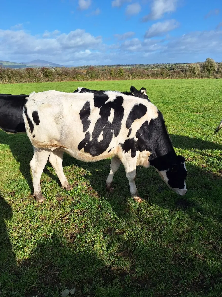 Dairy Incalf Heifers. - Image 2