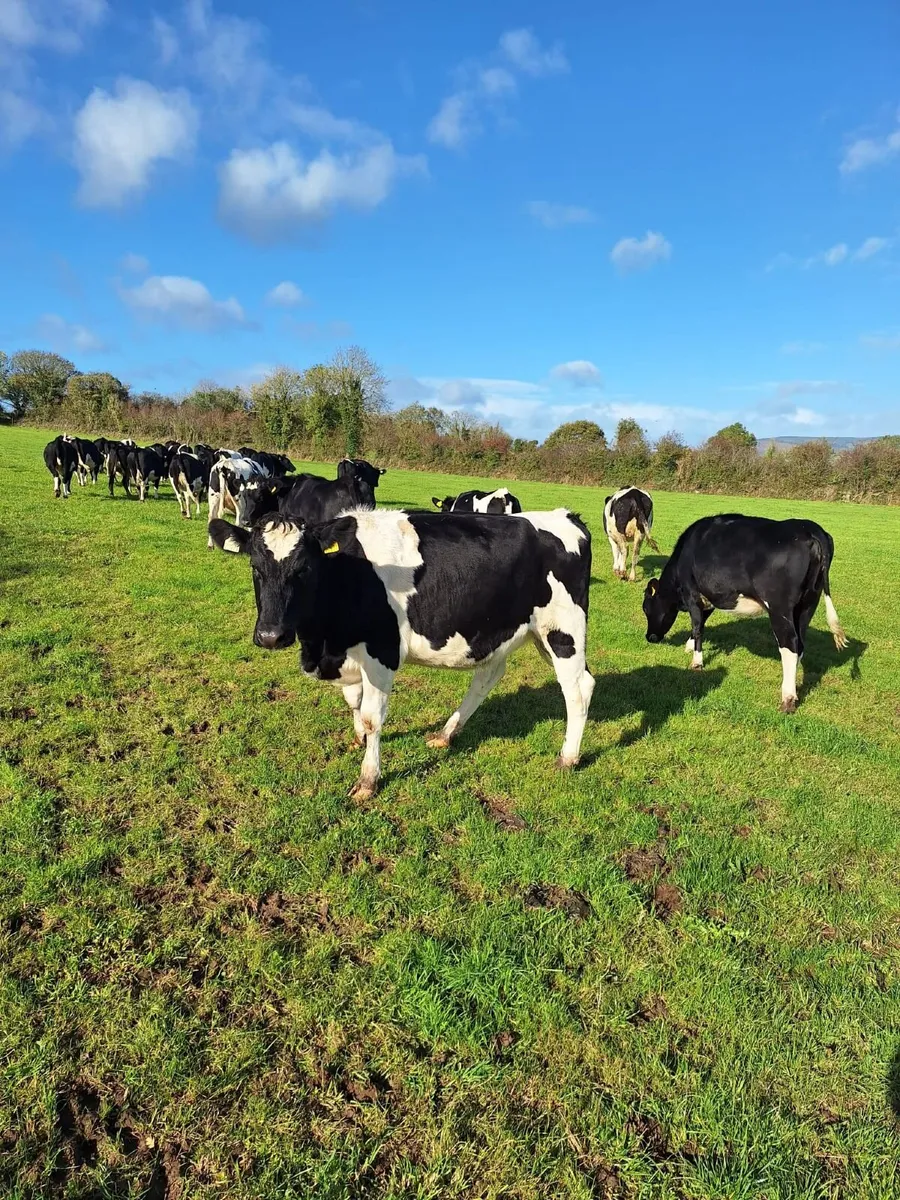 Dairy Incalf Heifers. - Image 1
